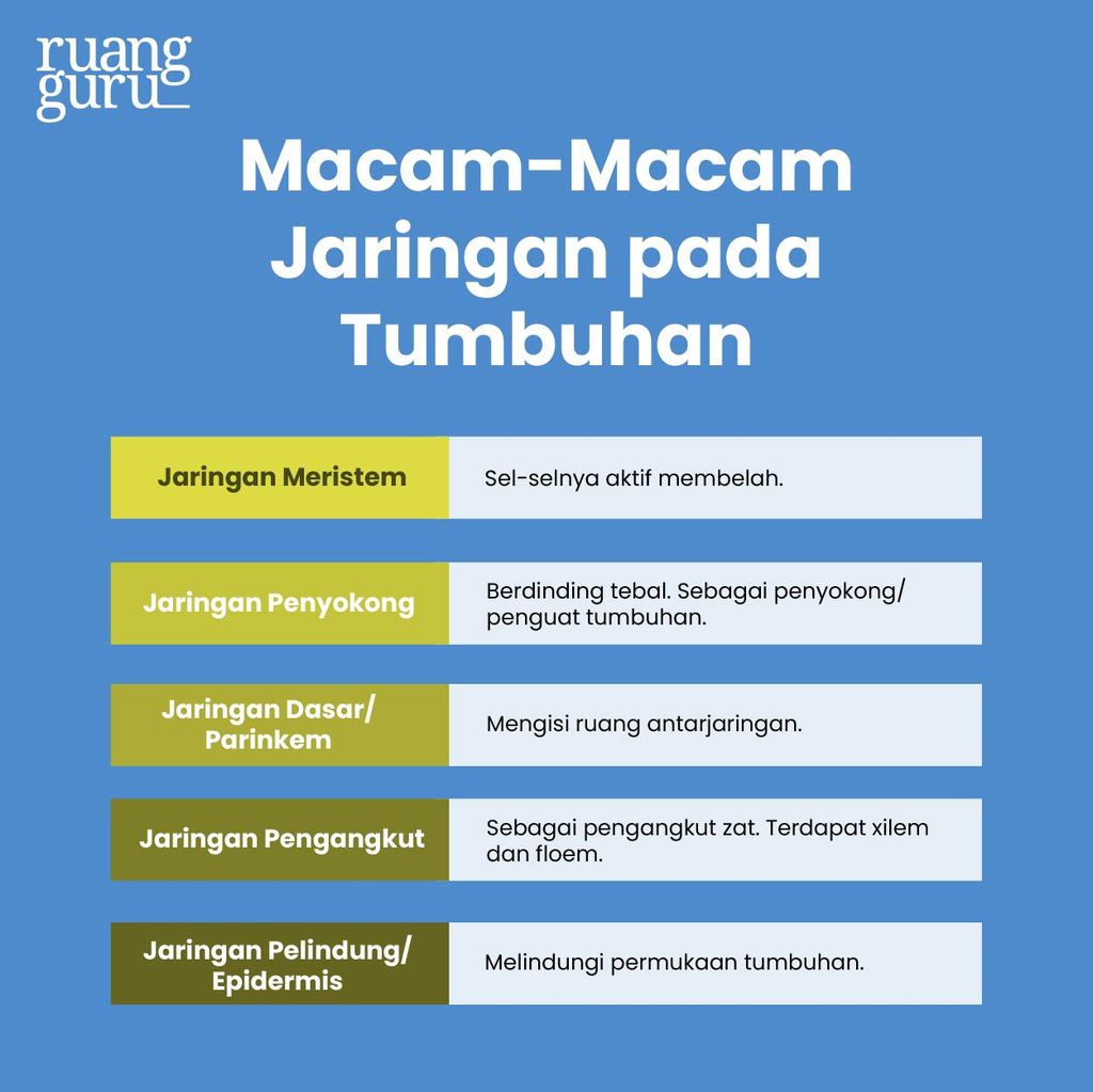 5 Jenis Jaringan Tumbuhan & Fungsinya, Ada Apa Saja? | Biologi Kelas 8